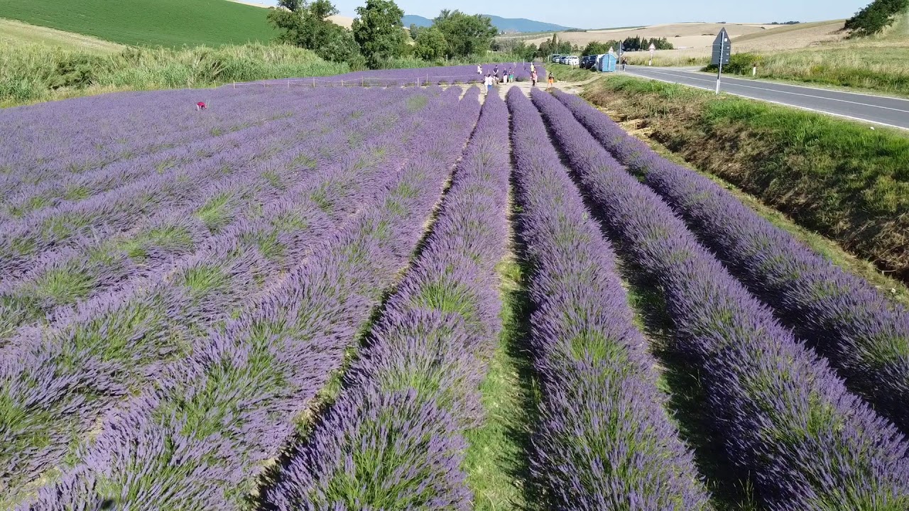 La Lavanda di Santa Luce