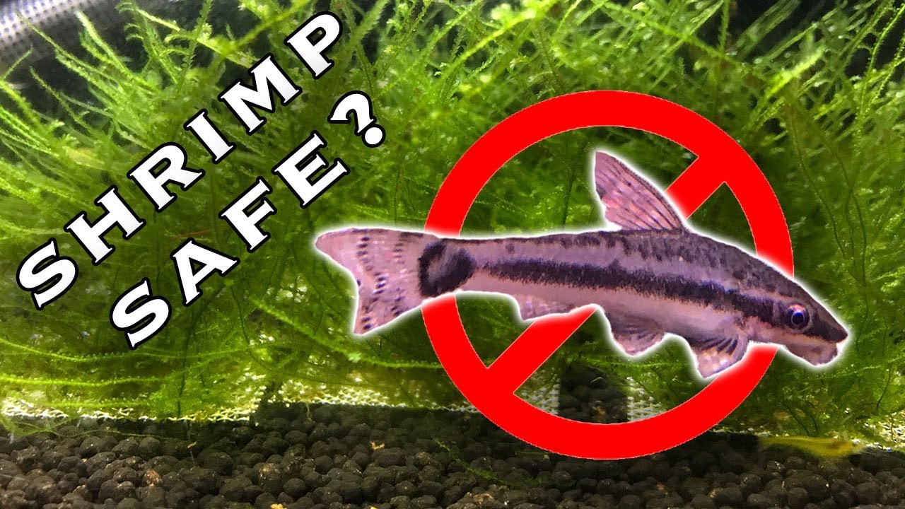 Are Otocinclus Catfish Shrimp Safe?
