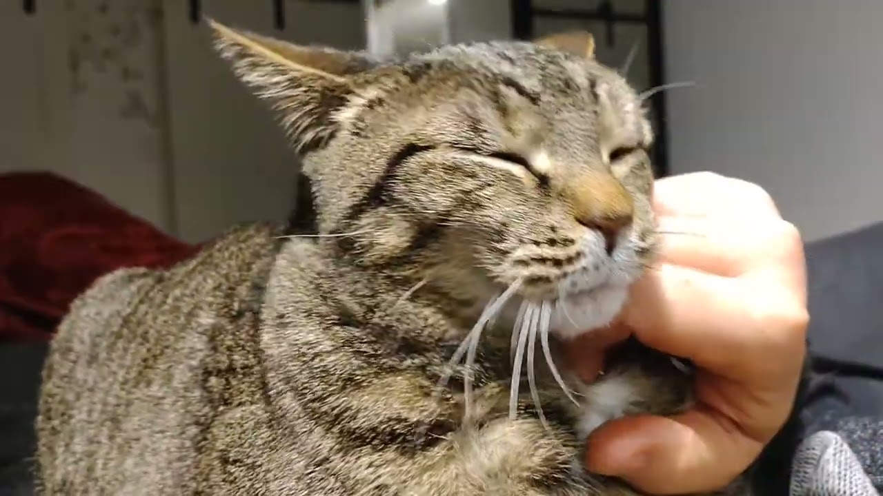 Quick pet