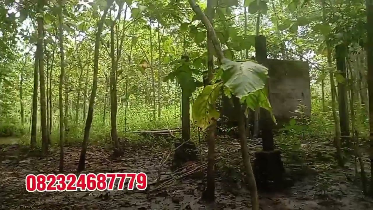 Dijual cepat harga murah tanah di Gunungkidul 