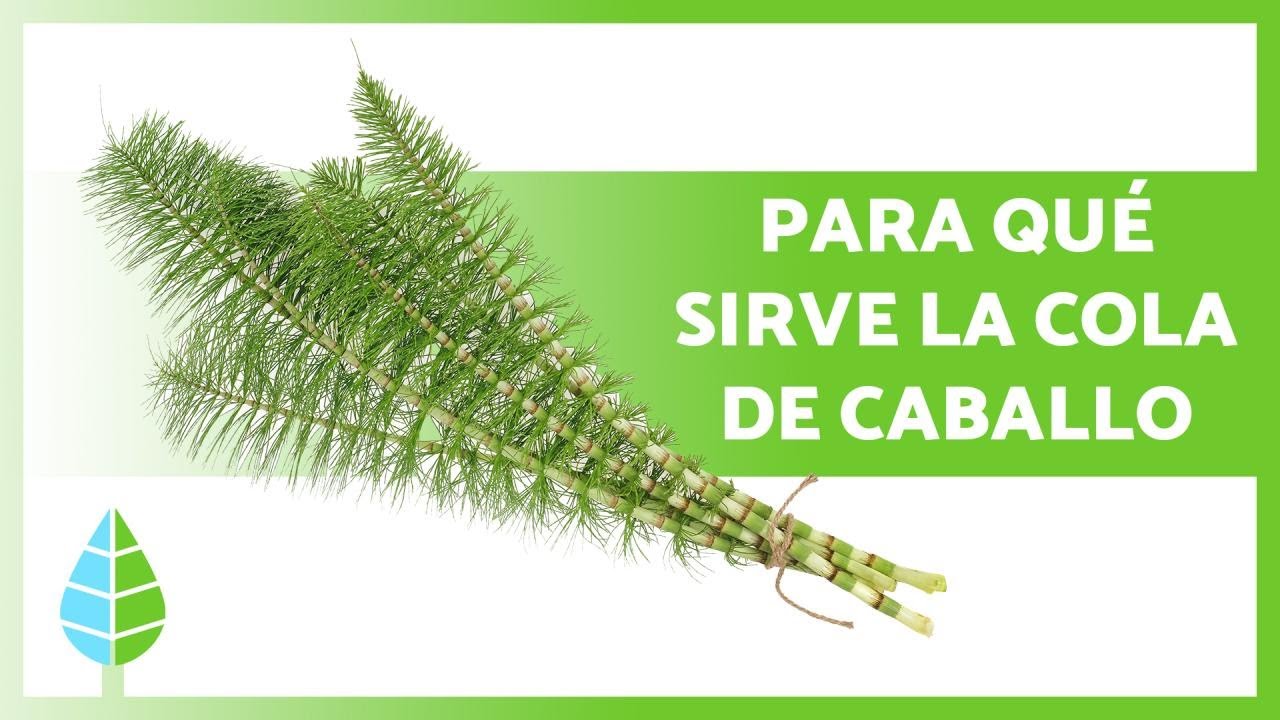 BENEFICIOS de la COLA de CABALLO 🌿✅ (Propiedades, C&oacute;mo Tomarla y Contraindicaciones)