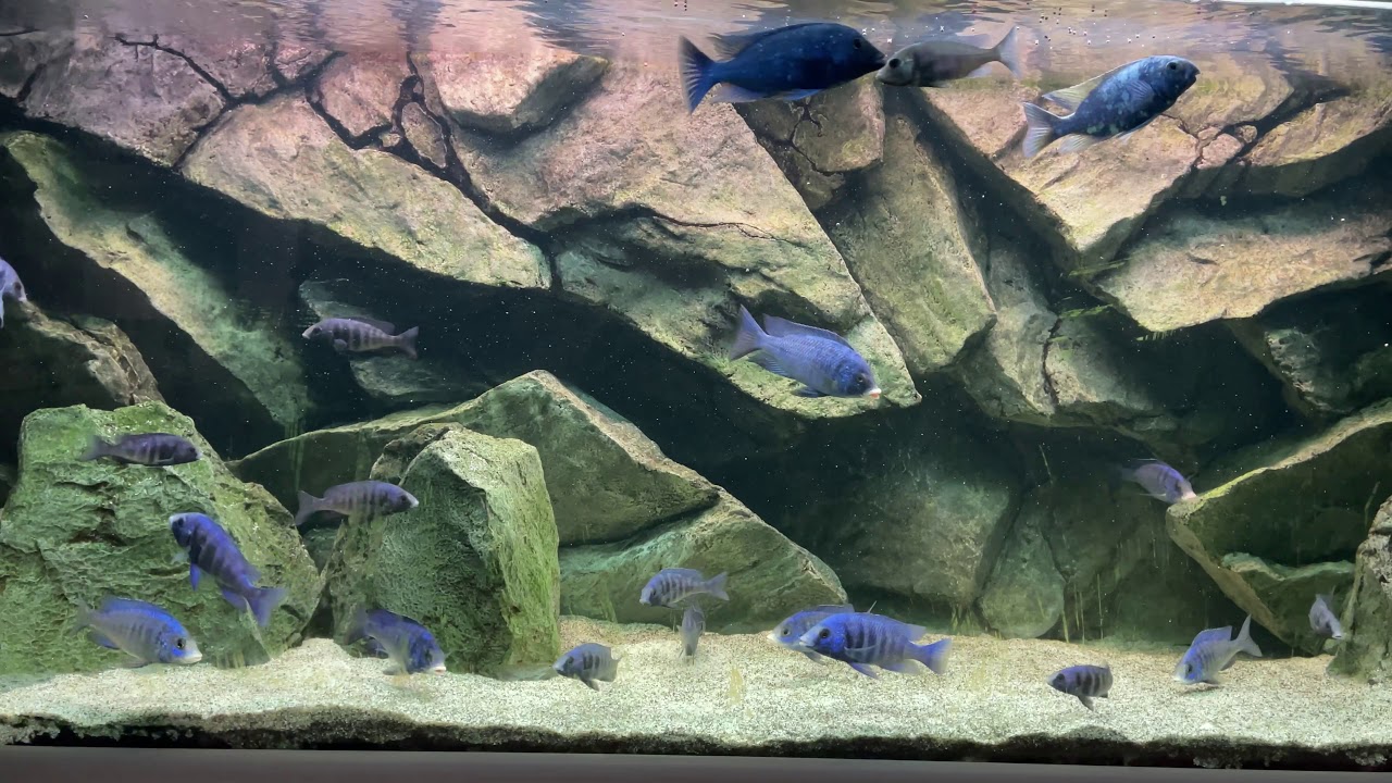 Placidochromis Pheonocilus Lupingu Tanzania