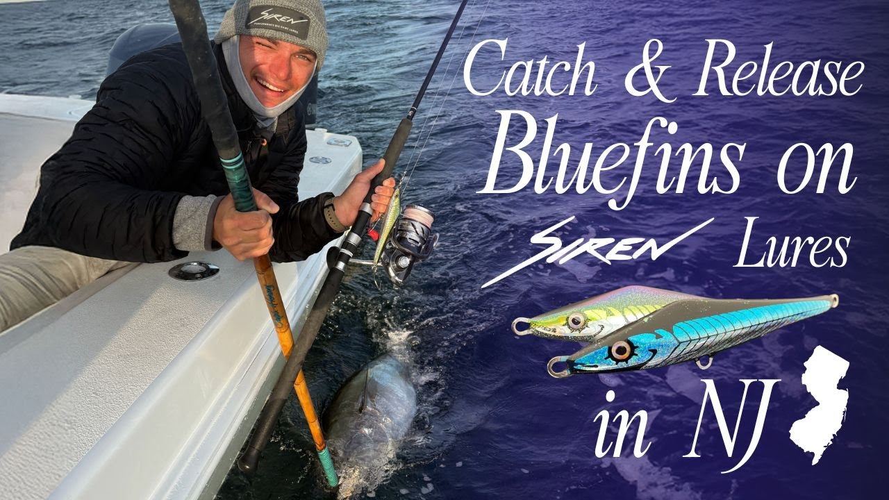 Catch & Release Bluefins on Siren Lures in NJ | On Top Charters