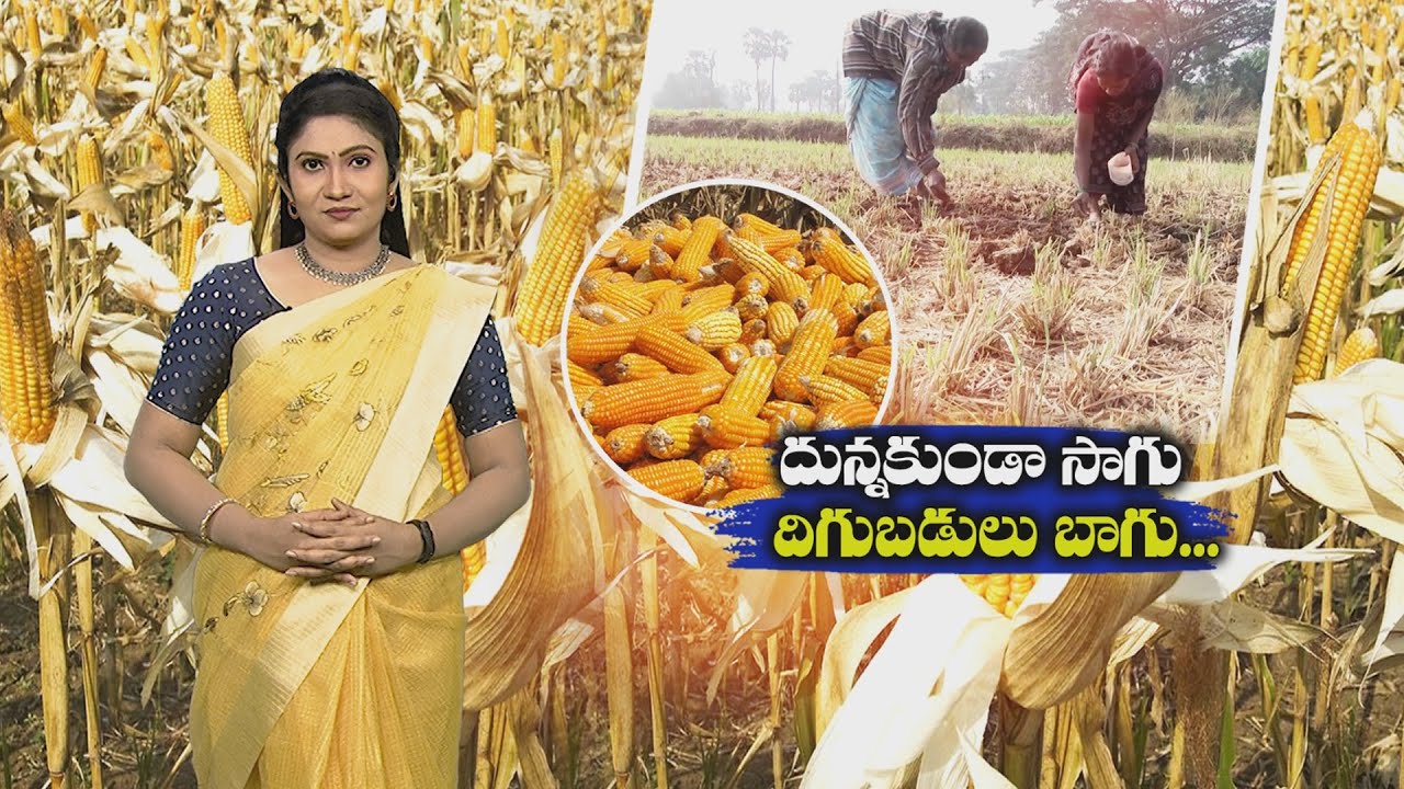 Zero tillage maize cultivation practices #varieties #conservative agriculture | ETV