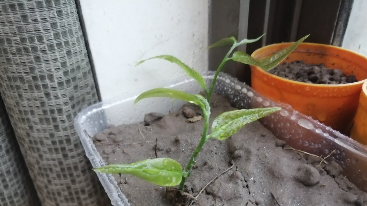 How To Grow Ritha / Arretha Plant From Seed.Grow Soapnut/Soap Berry Plant From Seed
