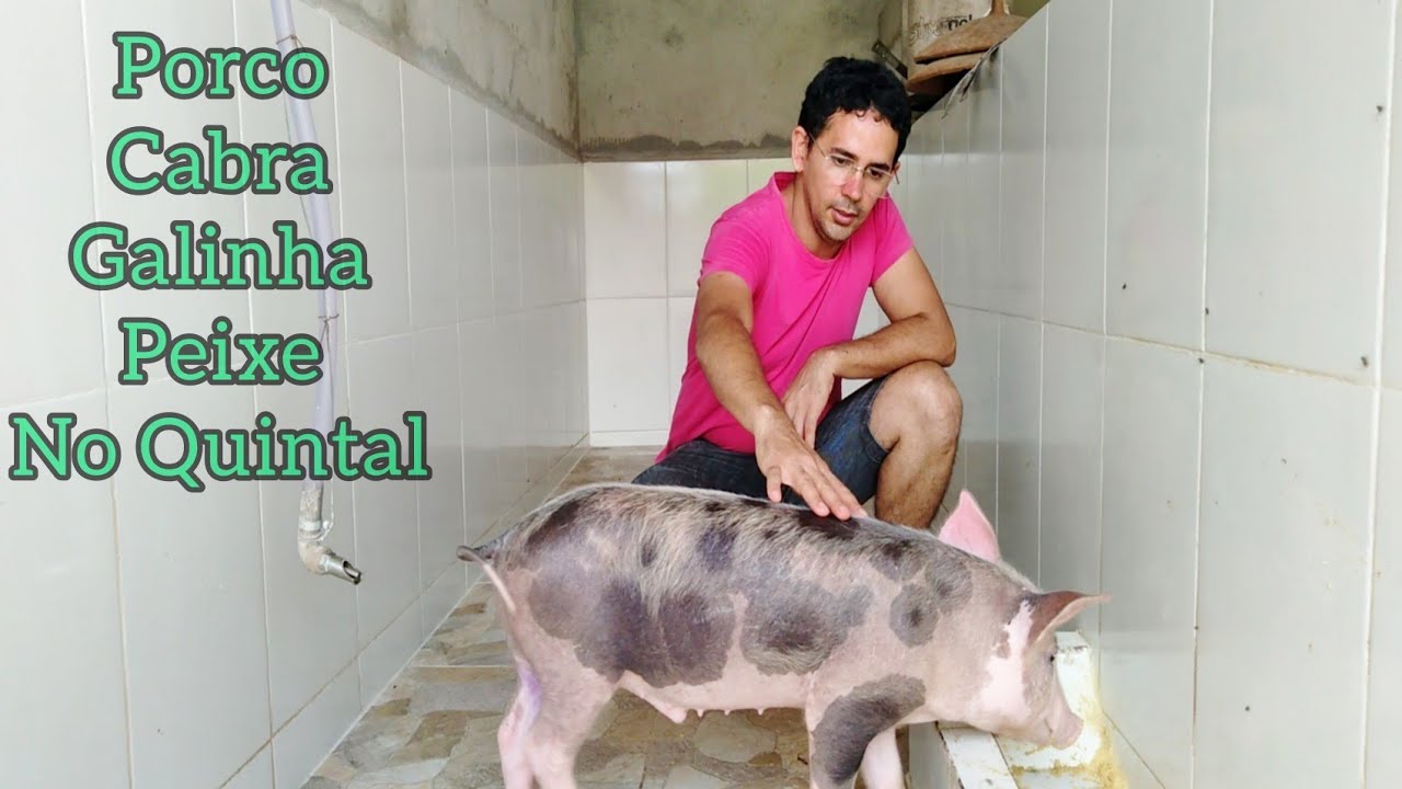 Porco, Cabras, Galinhas e Peixes no Quintal de Casa