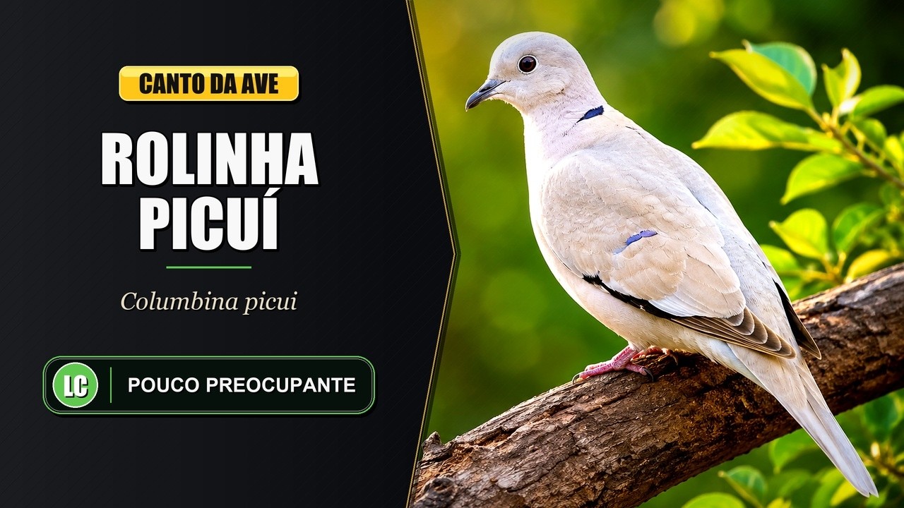 Canto da Rolinha Picuí / Rolinha Branca / Rolinha Pé de Anjo | Picui Ground Dove | Columbina Picui
