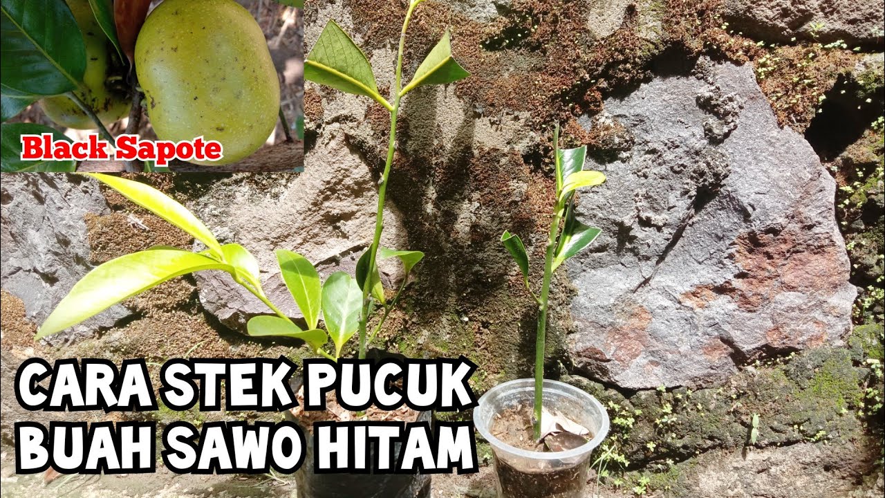 Cara stek pucuk Buah Black Sapote