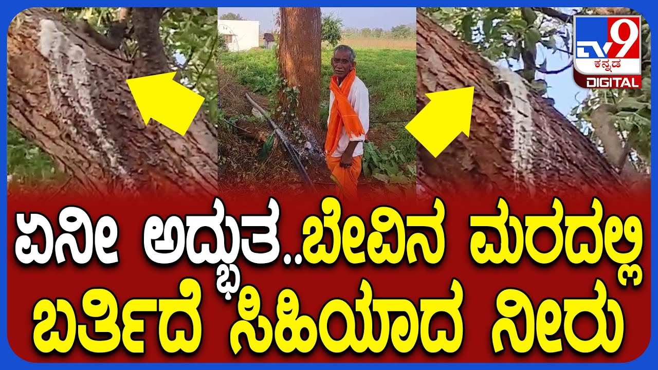 White Liqied From Neem Tree: ವಿಚಿತ್ರ ವಿಸ್ಮಯಕ್ಕೆ ಕಾರಣವಾದ ಚಾಮರಾಜನಗರದ ಕುರಟ್ಟಿ ಹೊಸೂರಿನ ಬೇವಿನ ಮರ | #TV9D
