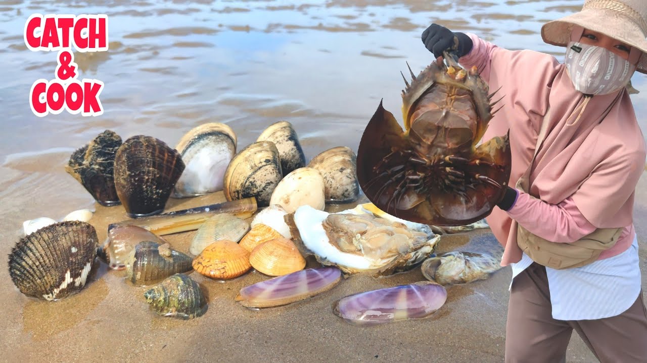 Rahasia di pantai nelayan‼️ Banyak kejutan di bawah pasir pantainya