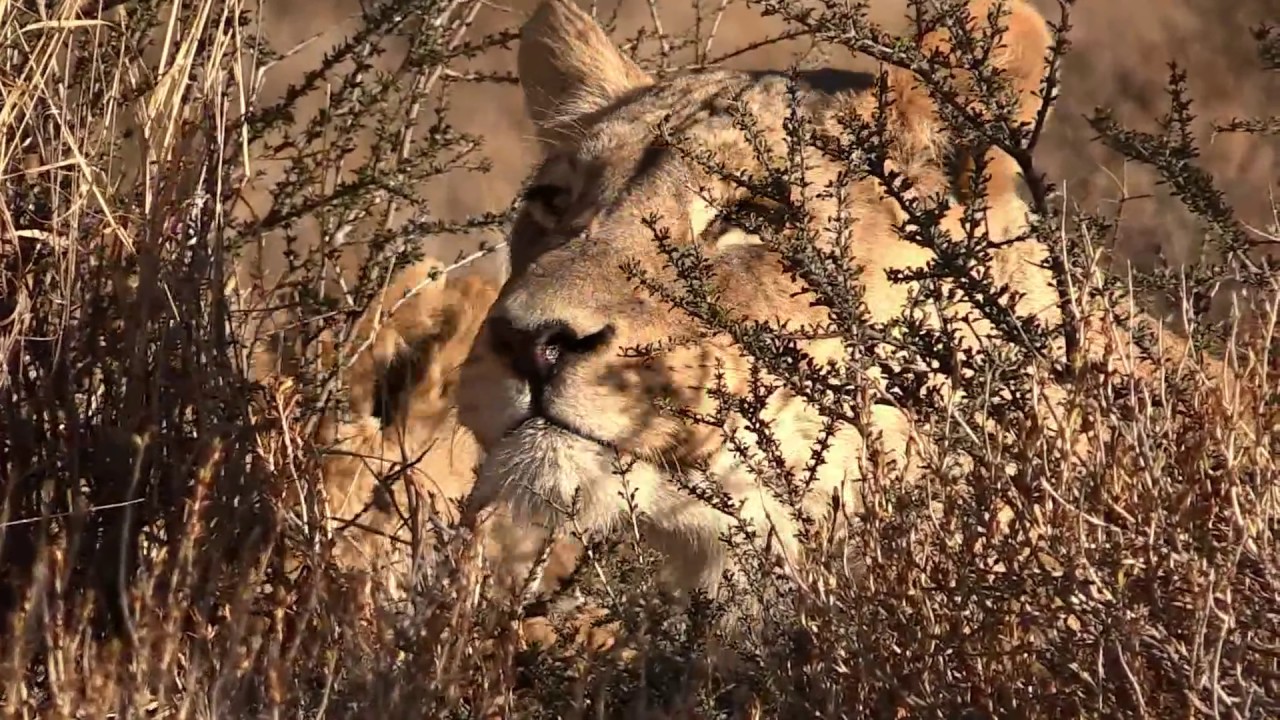 The Nossob Lion Pride, South Africa