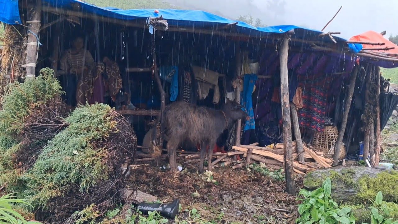 Nepali Mountain Village life | Himalayan Shepherd life | most beautiful sheep farming in nepal |