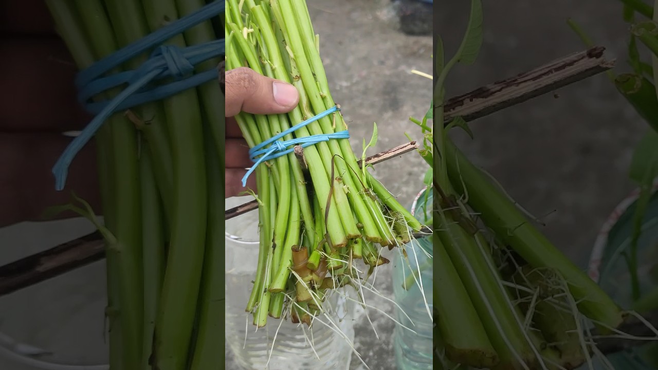 #water #spinach #growing #shortvideo