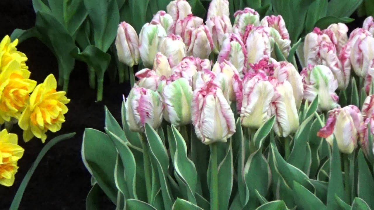 Daffodil Ferris Wheel - DutchGrown.com