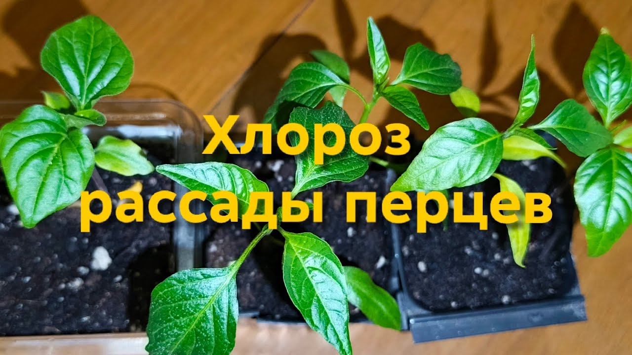 Про хлороз рассады перцев, супер средство для корней и вонючий случай.