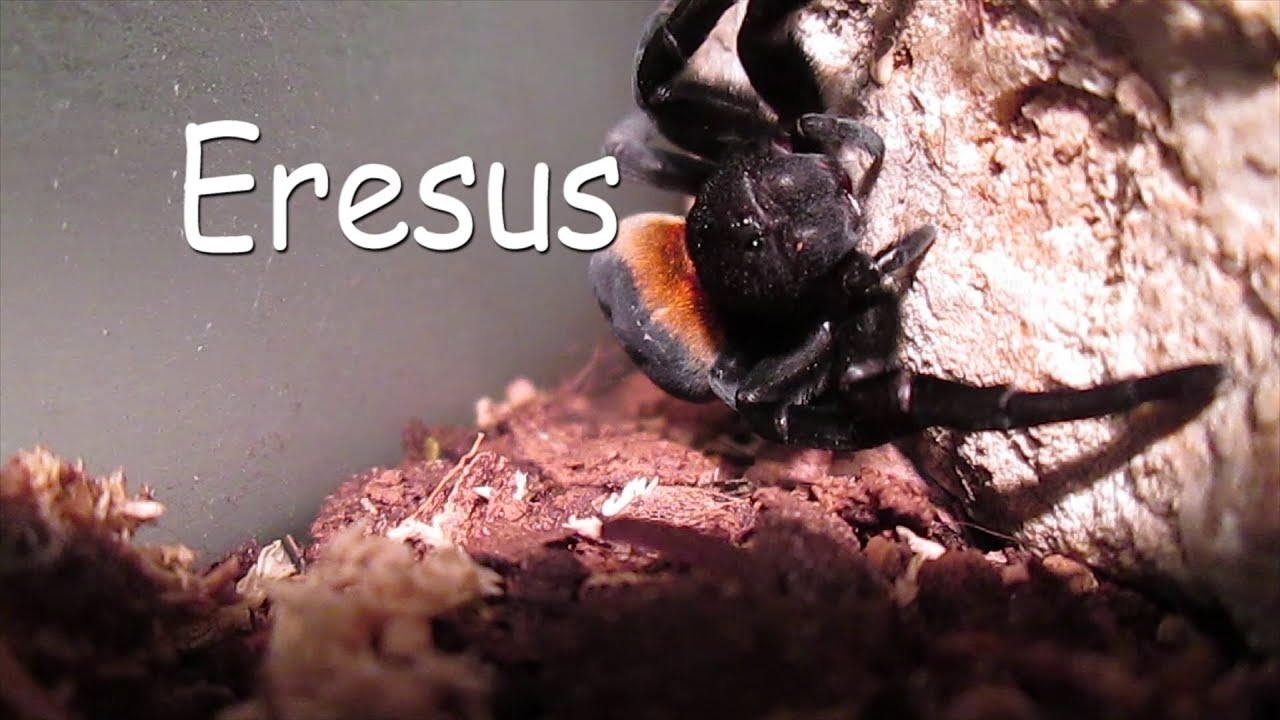 Eresus