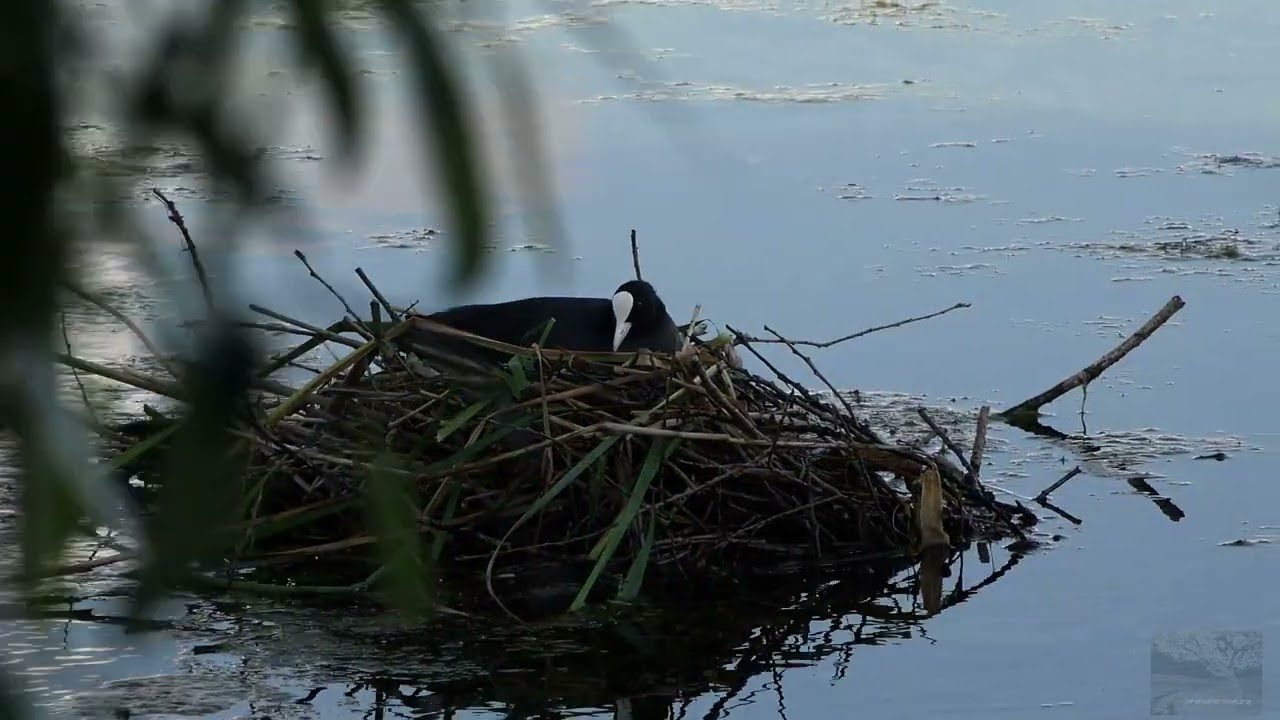 kilka minut .... z Łyską - a few minutes .... with Common Coot
