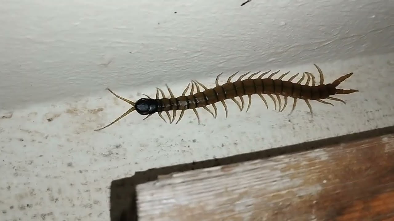 Full Size Centipede Wants to be Petted