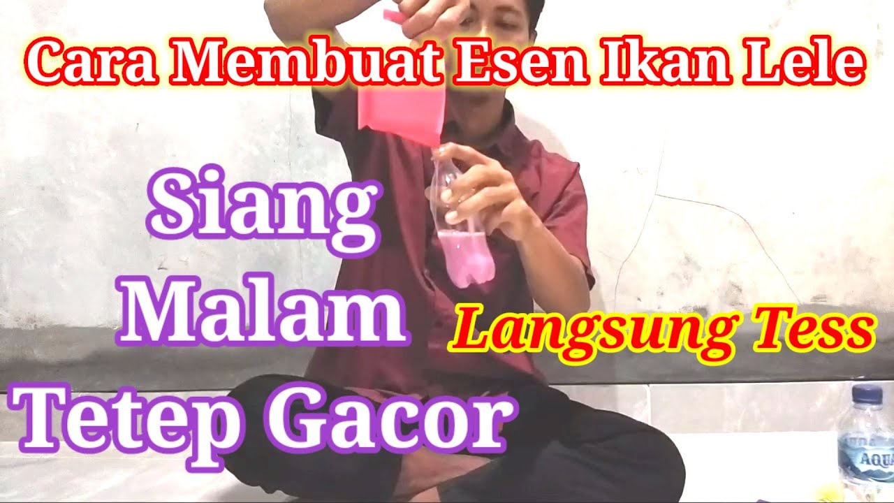 Cara Membuat Esen Ikan Lele Harian Dan Lomba!! Lansung Tess