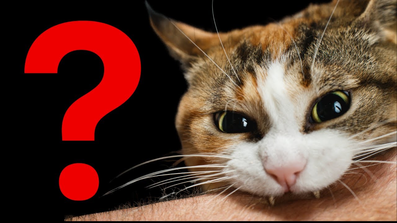 DO THIS and You'll Find Out How Your Cat REALLY Feels Towards You