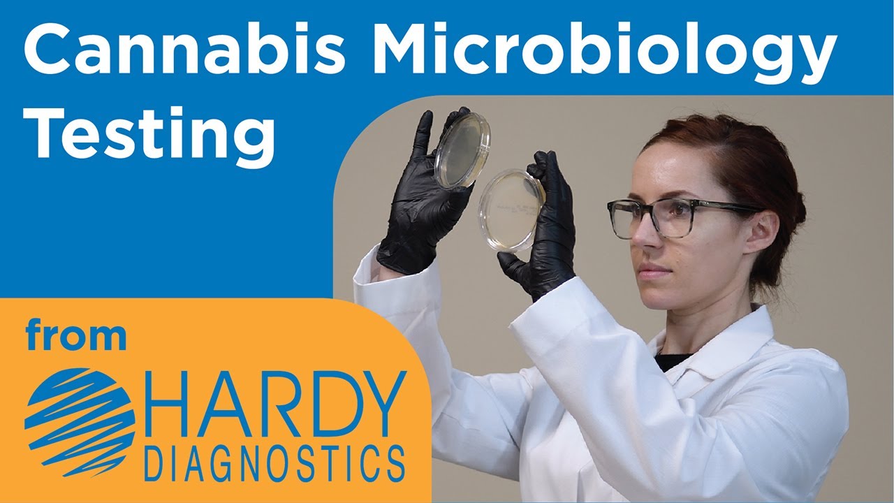 Cannabis Microbiology Testing from Hardy Diagnostics