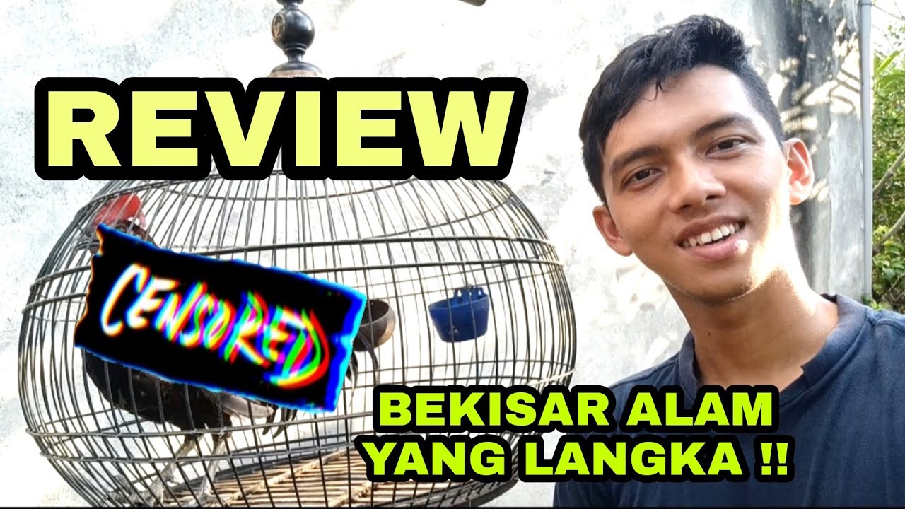 TERNYATA GINI WUJUD ASLI BEKISAR ALAM HASIL KAWIN SILANG AYAM HUTAN HIJAU dengan AYAM HUTAN MERAH !
