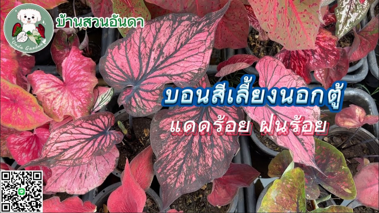 อัพเดต พาชมแม่พันธุ์บอนสีเลี้ยงนอกตู้ แดดร้อย ฝนร้อย #บอนสี #บอนสีมาแรง #caladium