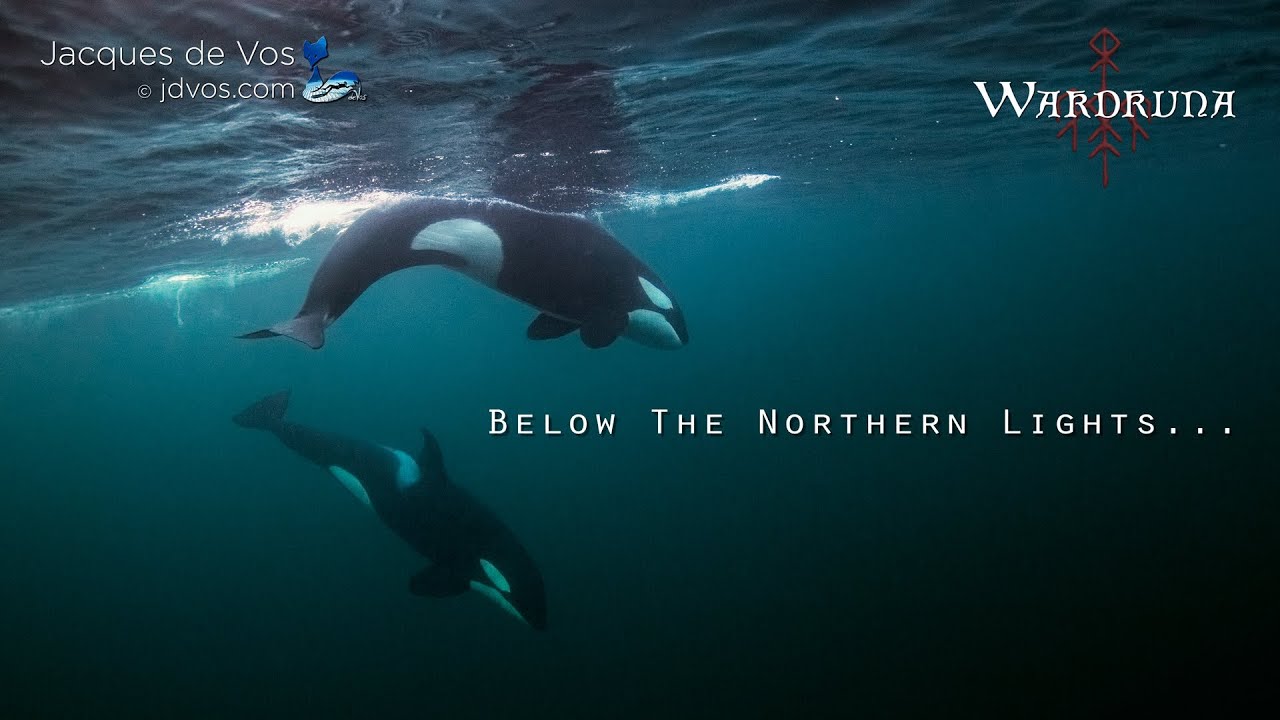 Below The Northern Lights - Freediving With Orca / Humpbacks