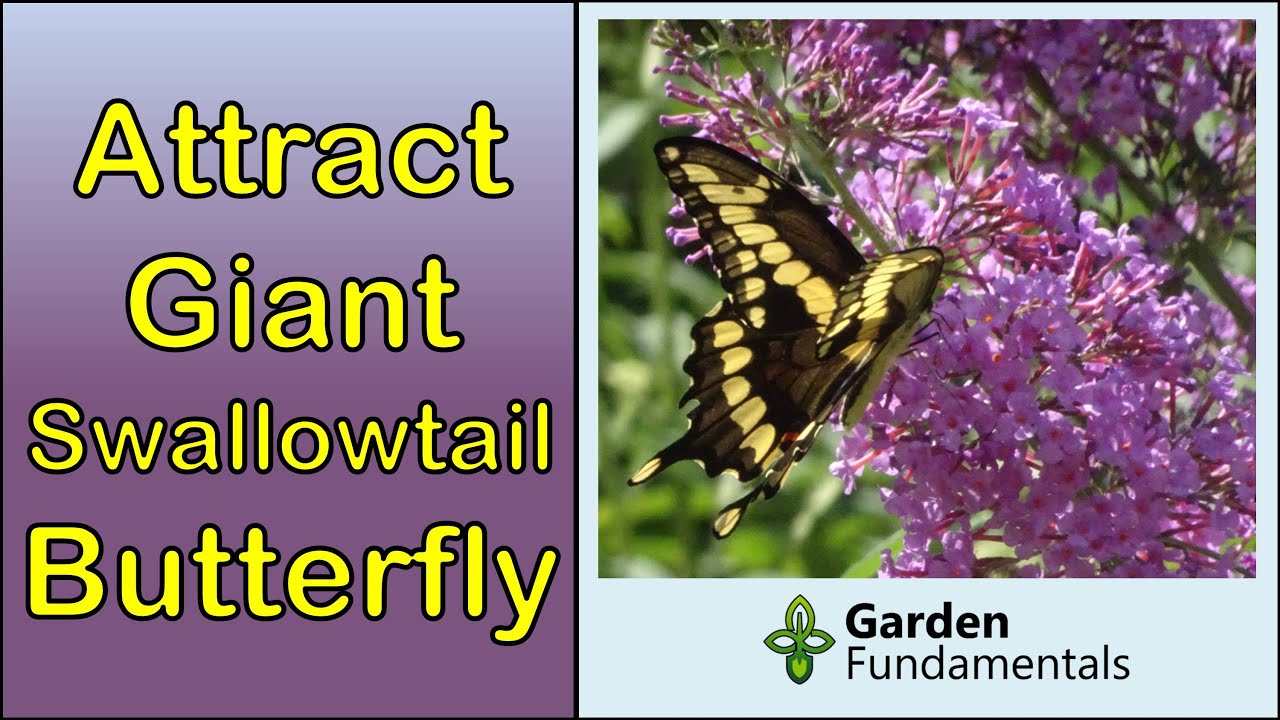 Attract Giant Swallowtail Butterfly to Your Garden 🦋🦋🦋 Giant Swallowtail Caterpillar Host Plants