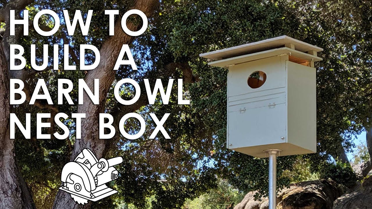 How to Build a Barn Owl Nesting Box