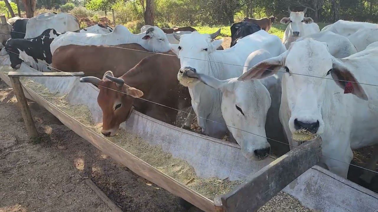COMO FAZER VACA PARIDA DA LUCRO NO CONFINAMENTO.