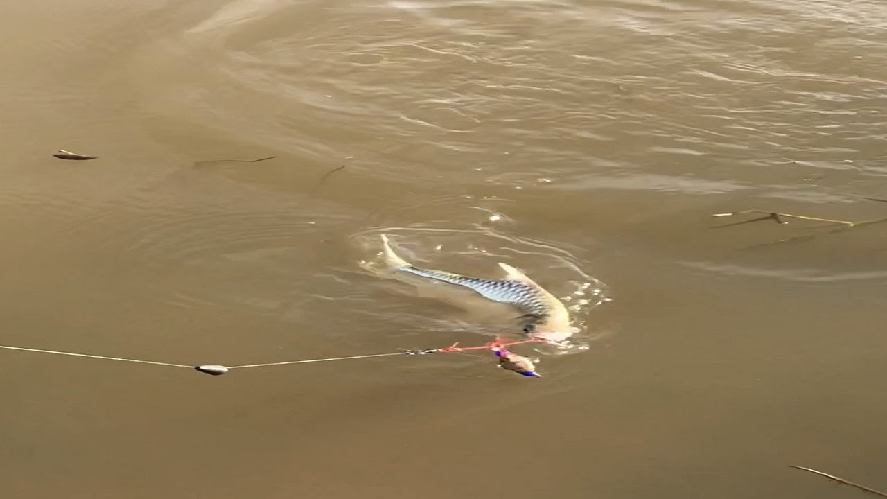 Fishing Java Barb - Barb Fish And Silver Barb Fish Fishing At The Lake.