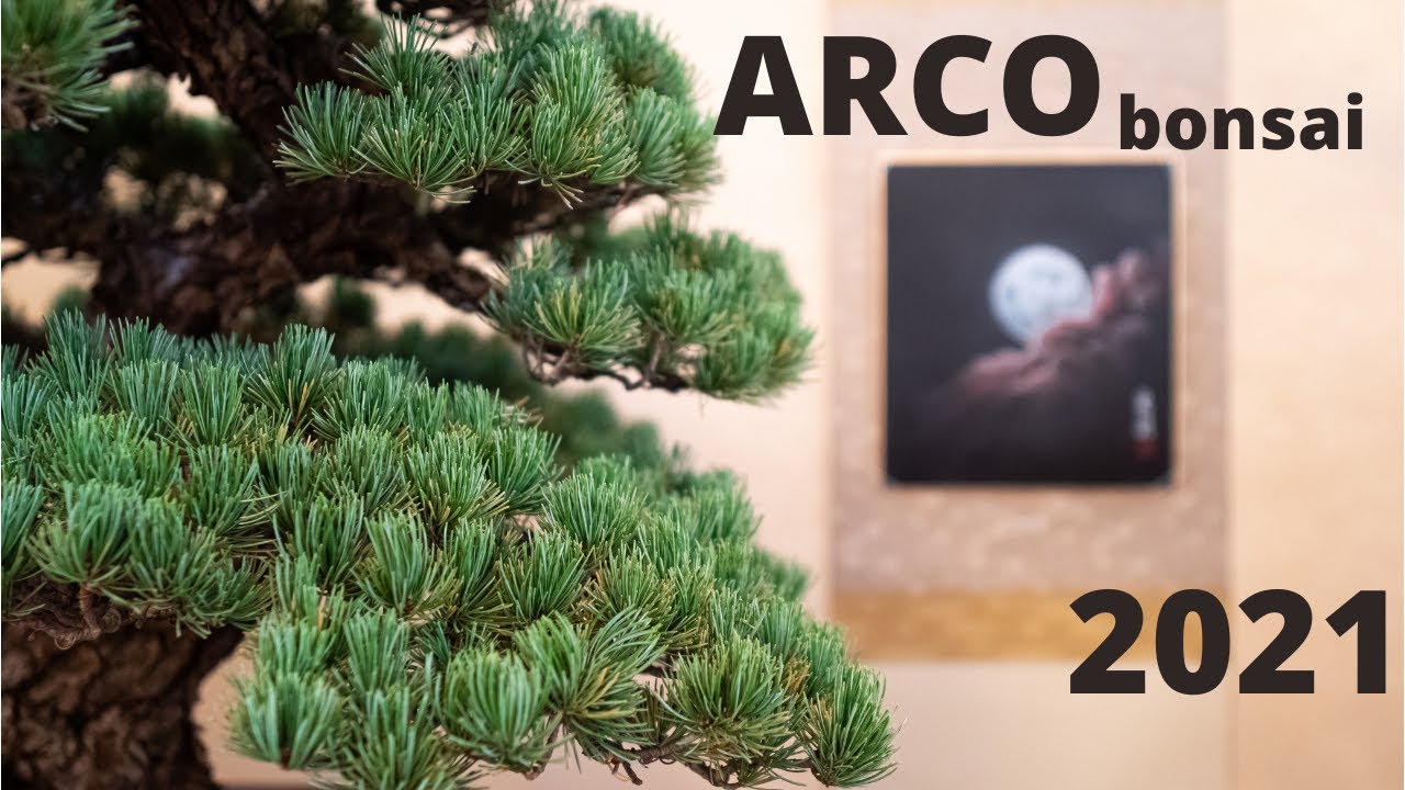 ARCO bonsai exhibition 2021 OFFICIAL
