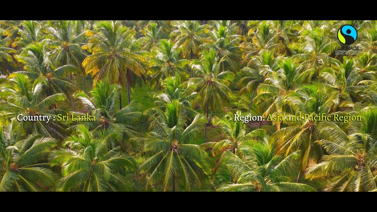Beyond the Harvest: The Fairtrade Premium Impact at Gampaha Kabanika Govinge Sangamaya, Sri Lanka”