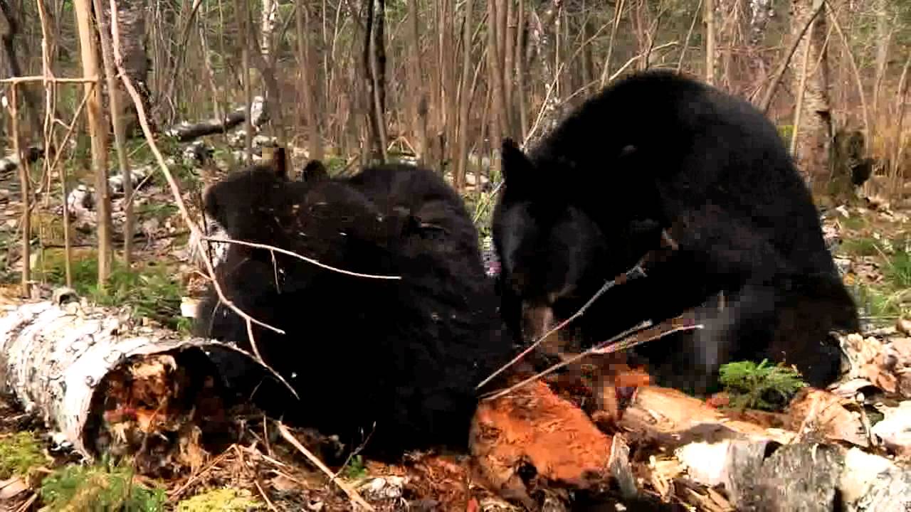 Lily the Black Bear, Hope and Faith - May 10, 2011 - Cute Little Faith