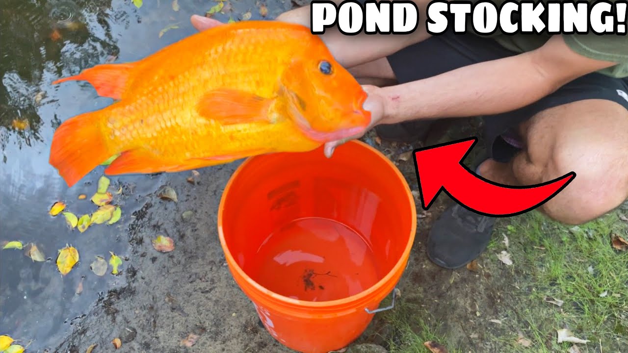 CATCHING COLORFUL AQUARIUM FISH For My POND!