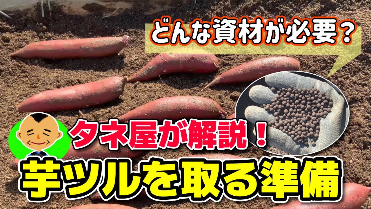 【サツマイモの時期到来！】２０２５年度　お勧めしたいタネ芋紹介と伏せ込み方のコツをお伝えます。　たねのハシモトミヤ