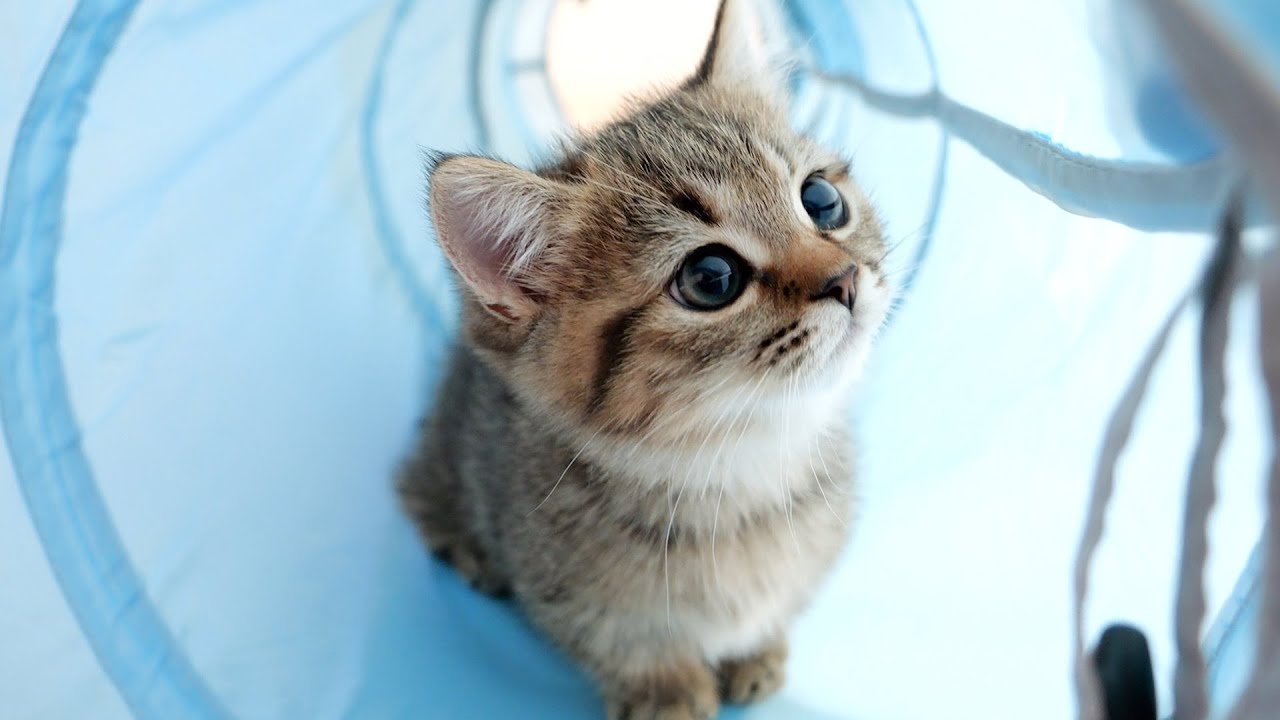 The innocence of Lili the kitten playing in the cat tunnel for the first time is soothing!