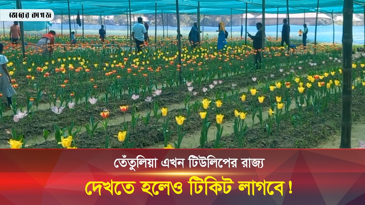 তেঁতুলিয়া এখন টিউলিপের রাজ্য, দেখতে হলেও টিকিট লাগবে! || Tetulia Tulip Garden || Bhorer Kagoj Live
