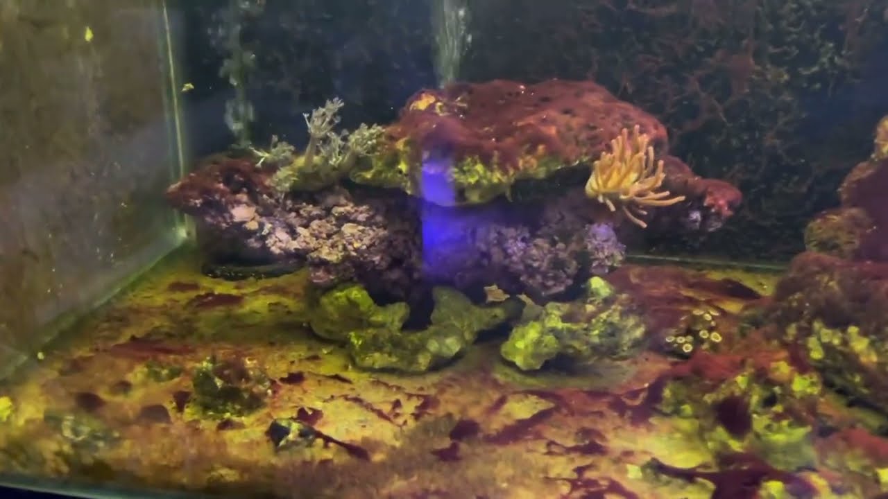Cianobacteria en acuario marino que es ? Como tratarla? Historia de éxito