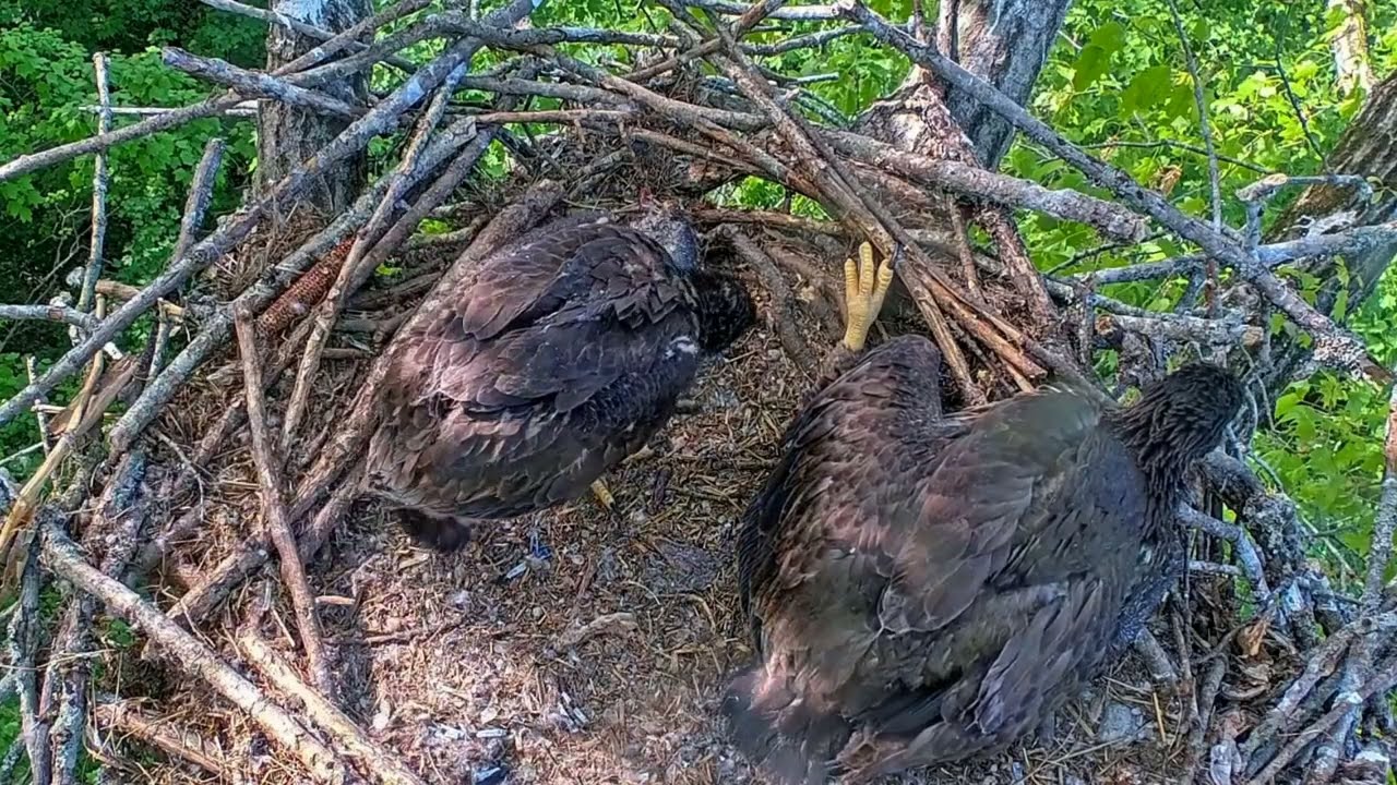 EP#476 #baldeagle Review birds in nest with nature #birdslovers #birdsounds #birdsnest #wildbirds