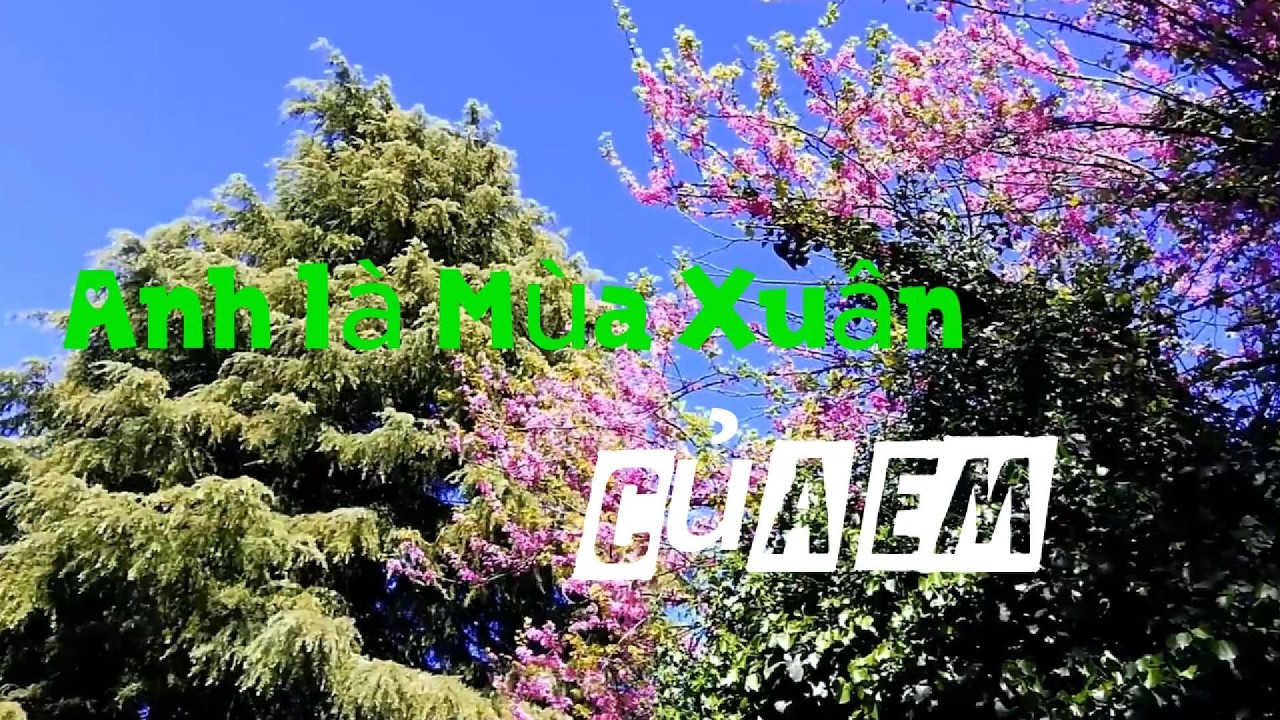 Anh Là Mùa Xuân Của Em  (BOLERO) (TONE NỮ)