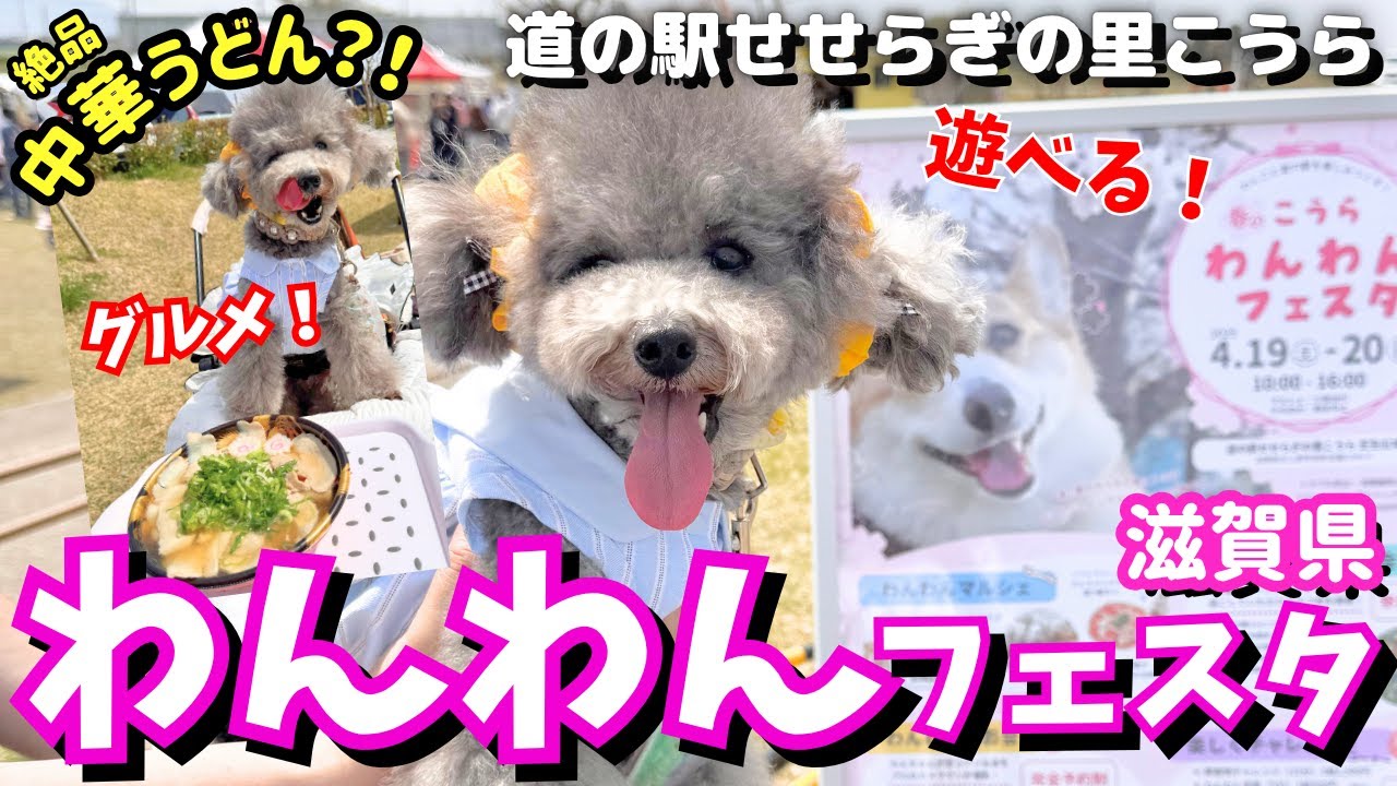 【道の駅せせらぎの里こうら】愛犬と遊べる！グルメ！道の駅が最高すぎた🐶㏌滋賀県【こうらわんわんフェスタ】