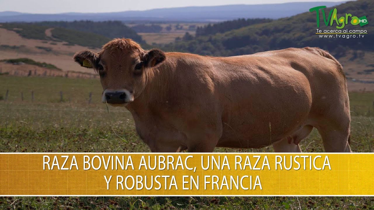 Raza Bovina Aubrac, una Raza Rustica y Robusta en Francia- TvAgro por Juan Gonzalo Angel Restrepo