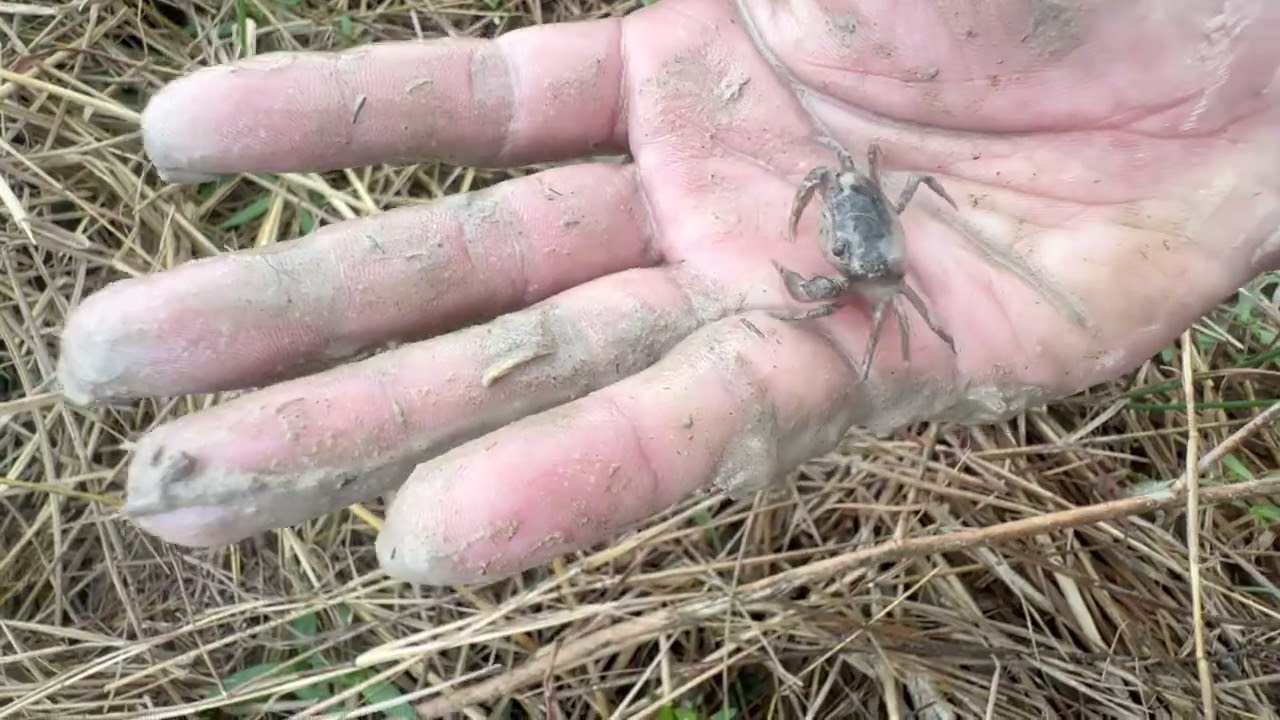 Small fish in a rice field in Cambodia 
