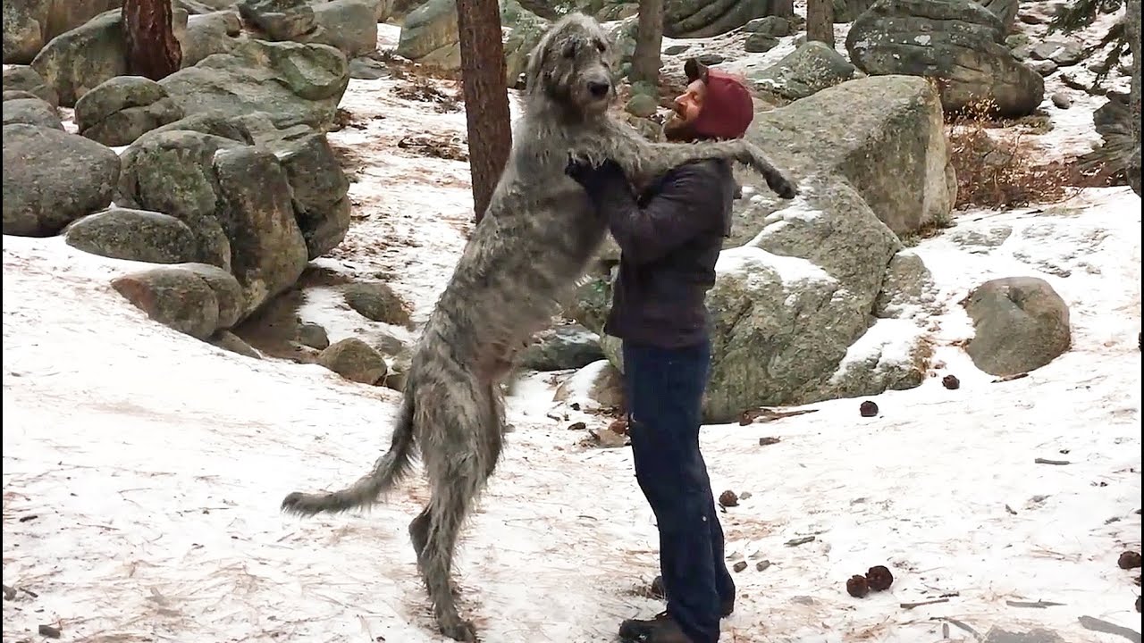 Los Angeles • BIG DOG vs BIG BEAR