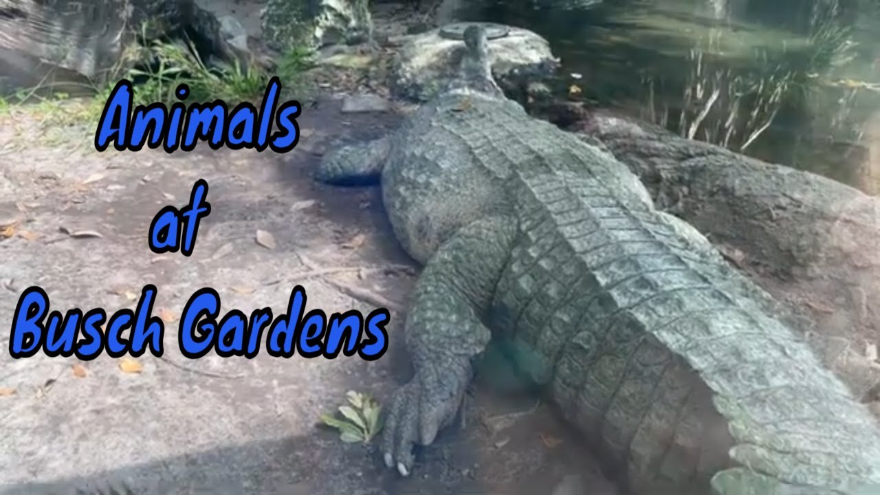 Busch Gardens - Tampa, FL - Animals