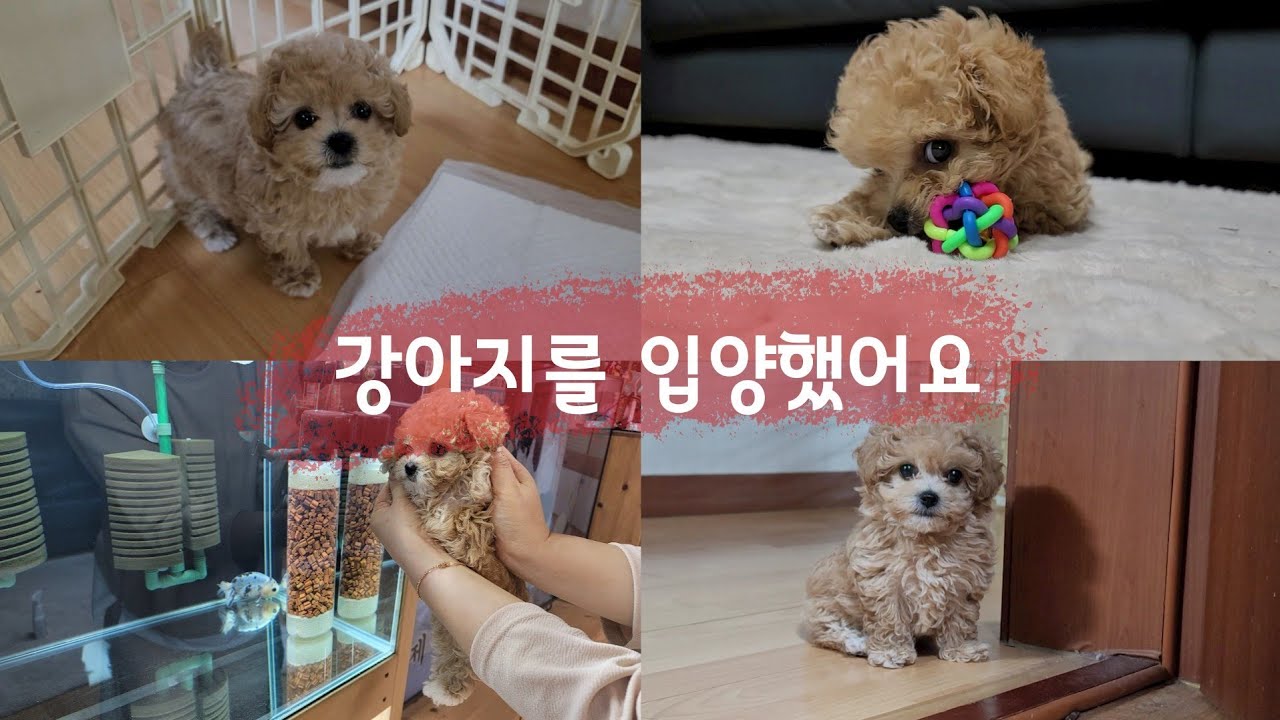 강아지를 입양했어요(새식구맞이)토이푸들 크림푸들