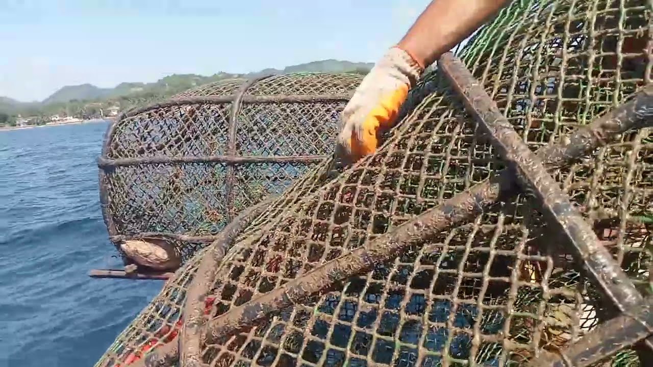 Big Octopus | Fish trap bobo fishing