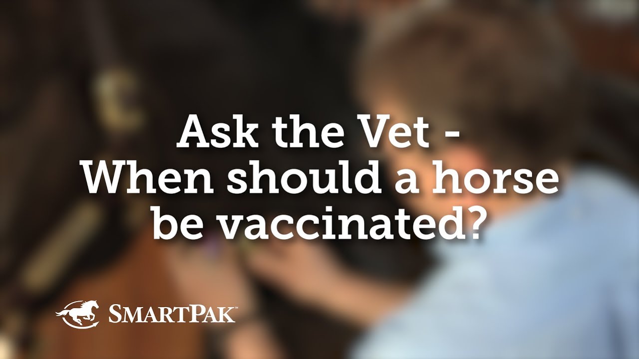 Ask the Vet - When should a horse be vaccinated?